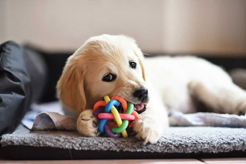 Dog/Cat Toys